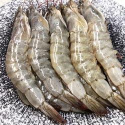 养殖对虾爆料怎么做的视频,视频揭秘高效养殖技巧  第1张